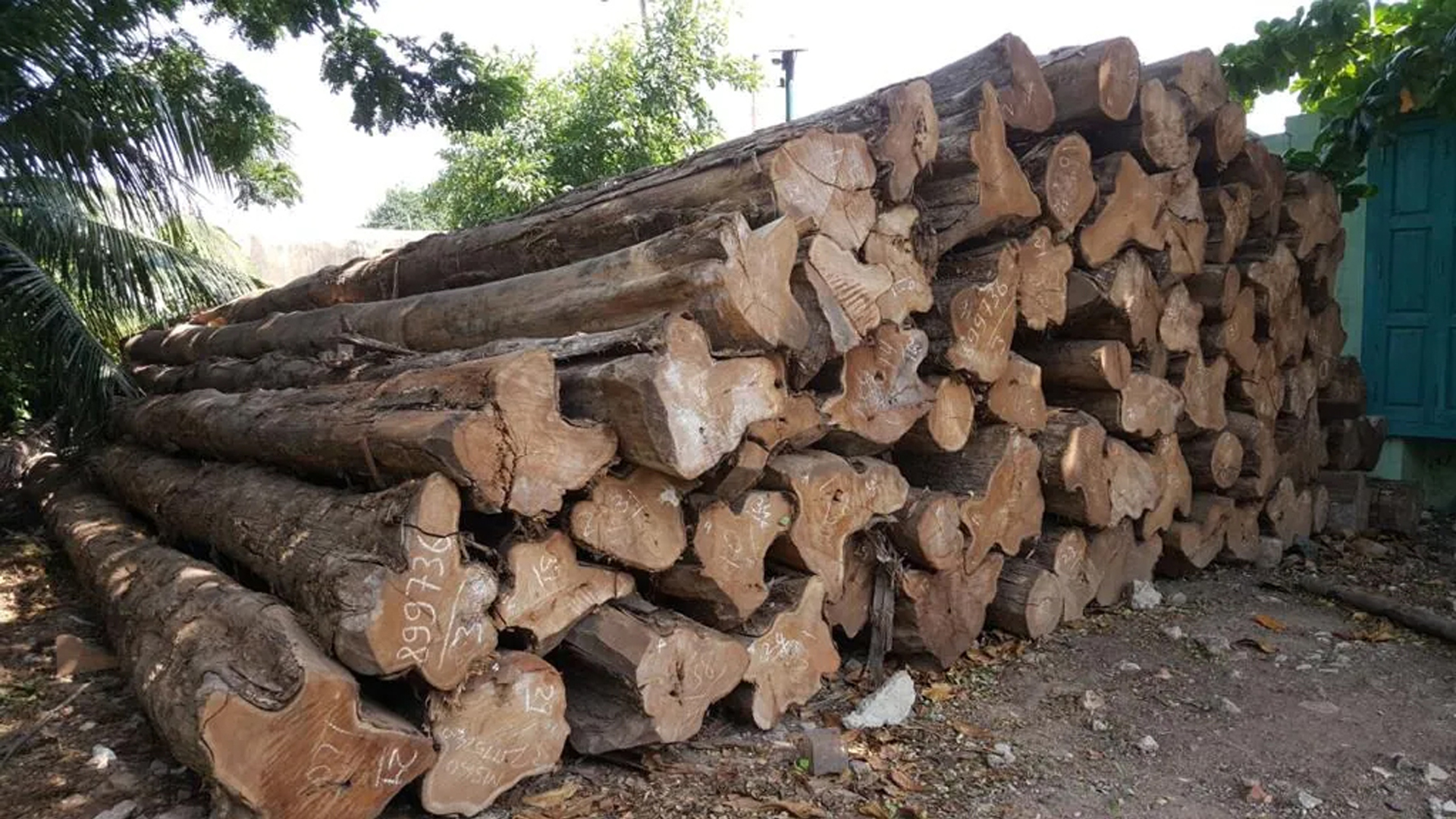 Timber Wholesaler & Retailer in Chennai